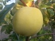 name
