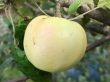 name